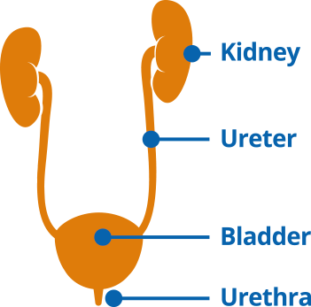 urinary tract